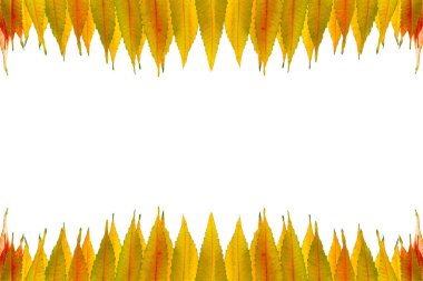 Sarı sonbahar yapraklı çerçeve izole