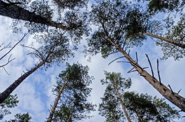 Çam ormanındaki taç ve ağaç gövdelerinin altından mavi gökyüzünün bulutlu arka planına bak..