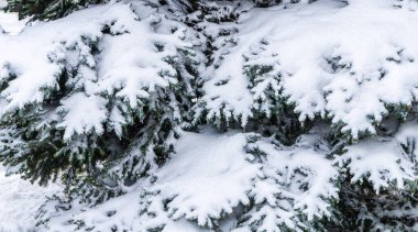 Kışın karla kaplı ladin dalları