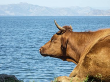Yaz günü sahilde dinlenen bir inek.