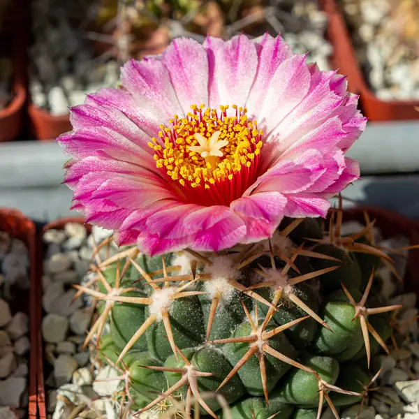 Vibrant and captivating close-up of a single Coryphantha elephantidens flower, showcasing the intricate beauty of succulent nature in the Mexican desert.