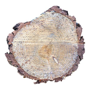 Ağaç kütüğünü kapatın. Beyaz bir arka planda izole edilmiş, karmaşık büyüme halkalarını, ağaç kabuklarını ve tahta tahıllarını ortaya çıkarın..