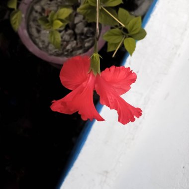 Hibiscus porselen gül çiçeği, bulanık arkaplan