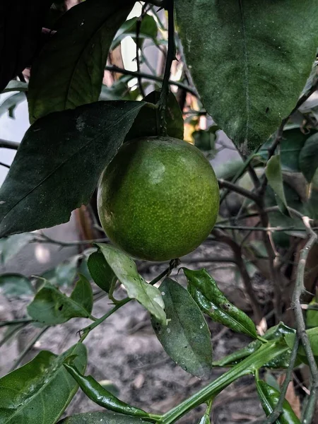 Grön Apelsin Trädet Färsk Apelsin Grenen Orange Växt — Stockfoto