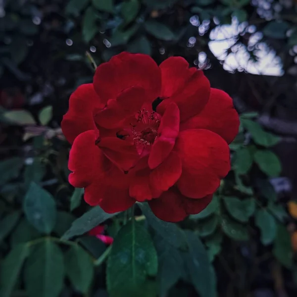 Czerwona Róża Parku Selektywnym Ukierunkowaniem — Zdjęcie stockowe