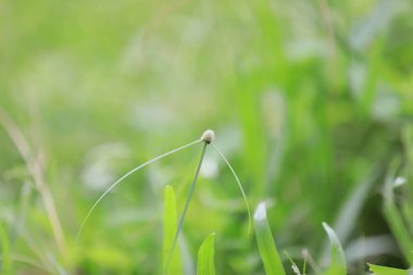 Bahçedeki güzel çiçek tarlası bulanık arkaplan ve teknikler çiçek posteri. 