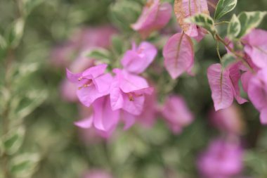 Bahçedeki güzel çiçek tarlası bulanık arkaplan ve teknikler çiçek posteri. 