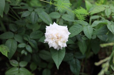 Bahçedeki güzel çiçek tarlası bulanık arkaplan ve teknikler çiçek posteri. 