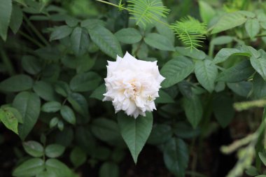 Bahçedeki güzel çiçek tarlası bulanık arkaplan ve teknikler çiçek posteri. 