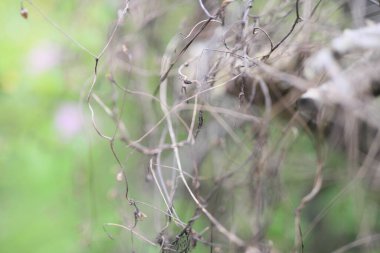 Bahçedeki güzel çiçek tarlası bulanık arkaplan ve teknikler çiçek posteri. 