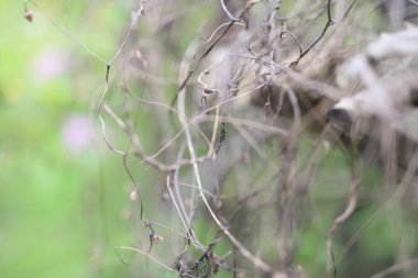 Bahçedeki güzel çiçek tarlası bulanık arkaplan ve teknikler çiçek posteri. 