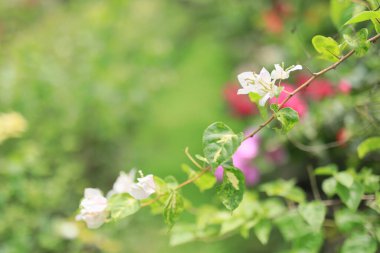 Bahçedeki güzel çiçek tarlası bulanık arkaplan ve teknikler çiçek posteri. 