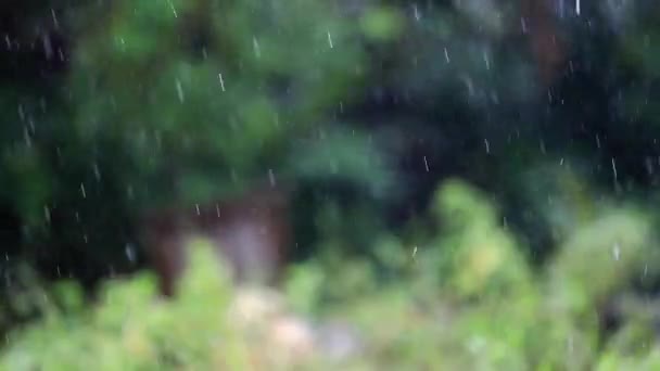 Chłodna Deszczowa Atmosfera Przed Domem — Wideo stockowe