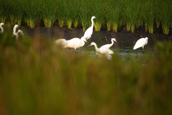 美丽的白鹭在稻田里玩耍 — 图库照片