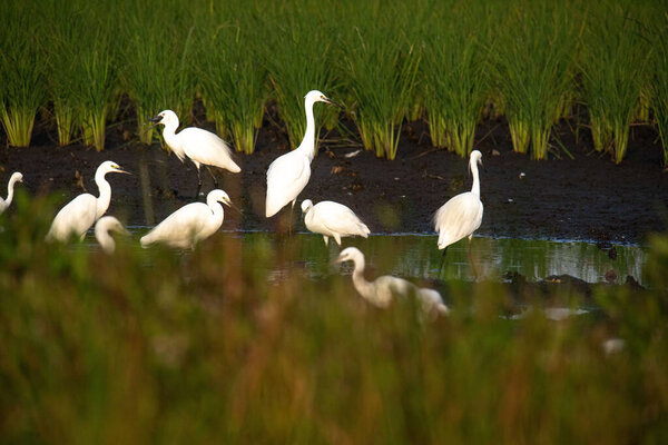 beautiful egrets are playing in the rice fields