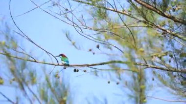 Mavi boğazlı arı yiyici (Merops viridis) bir ağaç dalına tünemiş..