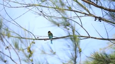 Mavi boğazlı arı yiyici (Merops viridis) bir ağaç dalına tünemiş..