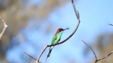 Mavi boğazlı arı yiyici (Merops viridis) bir ağaç dalına tünemiş..