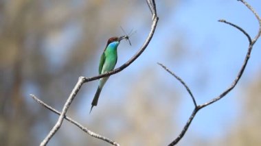 Mavi boğazlı arı yiyici (Merops viridis) bir ağaç dalına tünemiş..