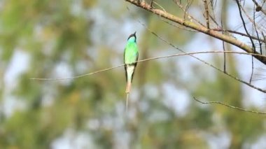 Mavi boğazlı arı yiyici (Merops viridis) bir ağaç dalına tünemiş..