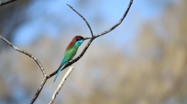 Mavi boğazlı arı yiyici (Merops viridis) bir ağaç dalına tünemiş..