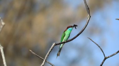 Mavi boğazlı arı yiyici (Merops viridis) bir ağaç dalına tünemiş..