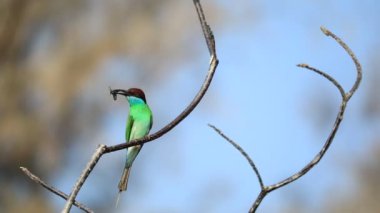 Mavi boğazlı arı yiyici (Merops viridis) bir ağaç dalına tünemiş..