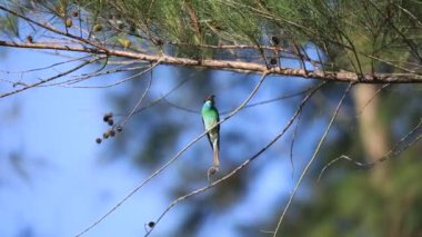 Mavi boğazlı arı yiyici (Merops viridis) bir ağaç dalına tünemiş..