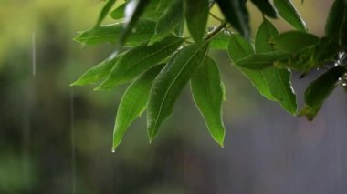 Sağanak yağmur, yağmurun yakın çekimi, su damlacıkları yeşil yapraklara yapışır, tropikal ormanda yağmurlu bir gün. Ağaç yapraklarına yağmur damlaları. Ağaca Sağanak Yağan Yağmur Yaprakları