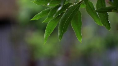 Sağanak yağmur, yağmurun yakın çekimi, su damlacıkları yeşil yapraklara yapışır, tropikal ormanda yağmurlu bir gün. Ağaç yapraklarına yağmur damlaları. Ağaca Sağanak Yağan Yağmur Yaprakları
