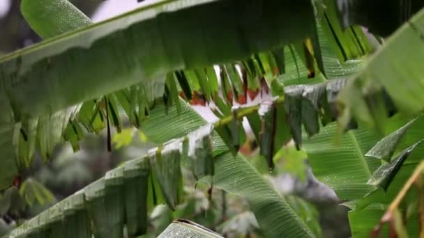 雨シャワー 降雨の閉鎖 水滴は緑の葉に固執する 熱帯林の雨の日 木の葉に雨が降る 木の葉に落ちる激しい雨 — ストック動画