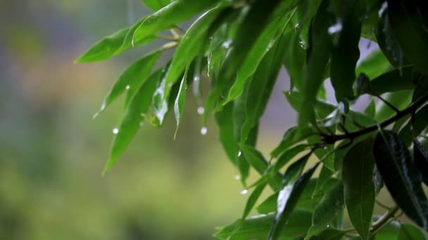 Regenbui Close Van Regenval Waterdruppels Kleven Aan Groene Bladeren Regenachtige — Stockvideo