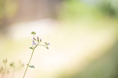 Bulanık arkaplanı olan yabani bitkileri kapat