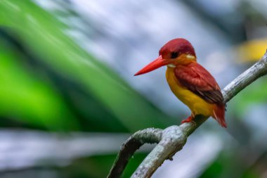 Ceyx Rufidorsa, çok tatlı küçük Kingfisher kuşu..