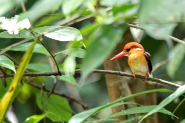 Ceyx Rufidorsa, çok tatlı küçük Kingfisher kuşu..