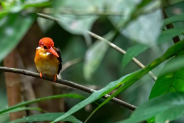 Ceyx Rufidorsa, çok tatlı küçük Kingfisher kuşu..