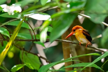 Ceyx Rufidorsa, çok tatlı küçük Kingfisher kuşu..