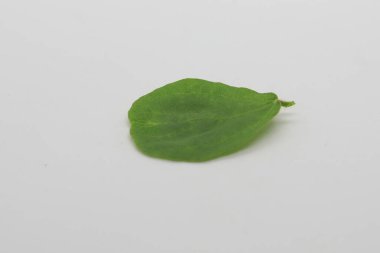 Beyaz arkaplanda izole edilmiş yapraklar