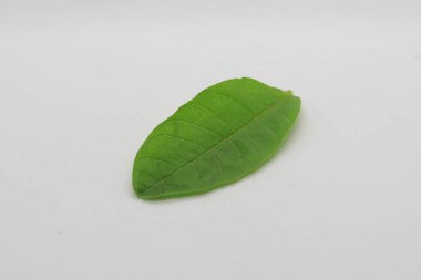 Beyaz arkaplanda izole edilmiş yapraklar