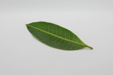 Beyaz arkaplanda izole edilmiş yapraklar