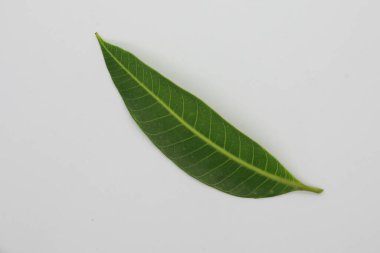 Beyaz arkaplanda izole edilmiş yapraklar