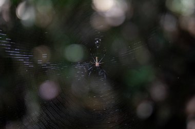 Örümcek yuvasında dinleniyor, arka planı bulanık.