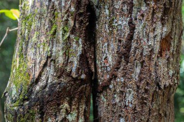 Tropikal ormandaki ağaçlar