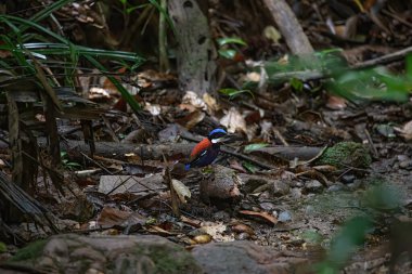 Çalılıklarda mavi başlı Pitta kuşu