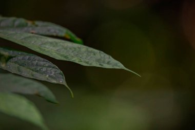 Bulanık arkaplanı olan bir yaprağın yakın çekimi