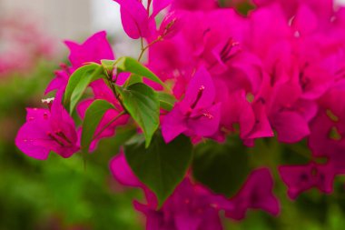 Yeşil yaprakların arasında pembe çiçekler. Yüksek kalite fotoğraf