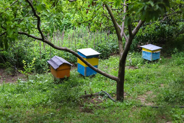 Several Homemade Hives Garden Cottage — Stock Photo, Image