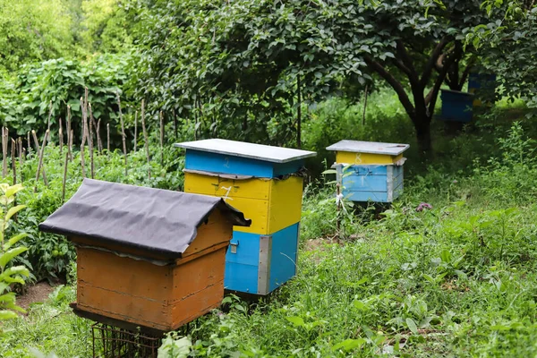 Mehrere Hausgemachte Bienenstöcke Garten Der Hütte — Stockfoto