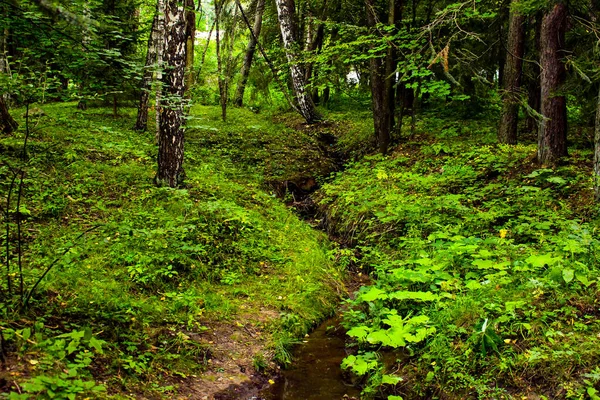 stock image Narrow stream in a green dense mysterious forest