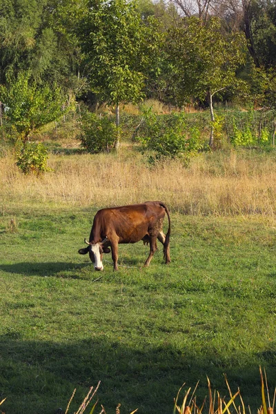 Vaca Lechera Prado Verde Cubierto Hierba — Foto de Stock